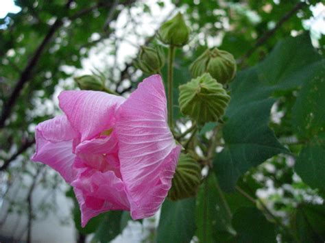 芙蓉樹|芙蓉